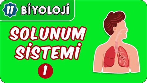 solunum sistemi 11 sınıf biyoloji